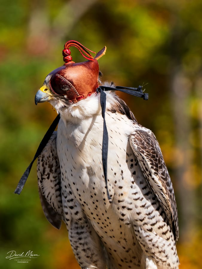 Nomad in the Red-tasselled Hood