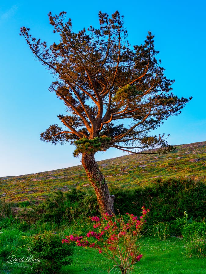 Tree in Evening Light