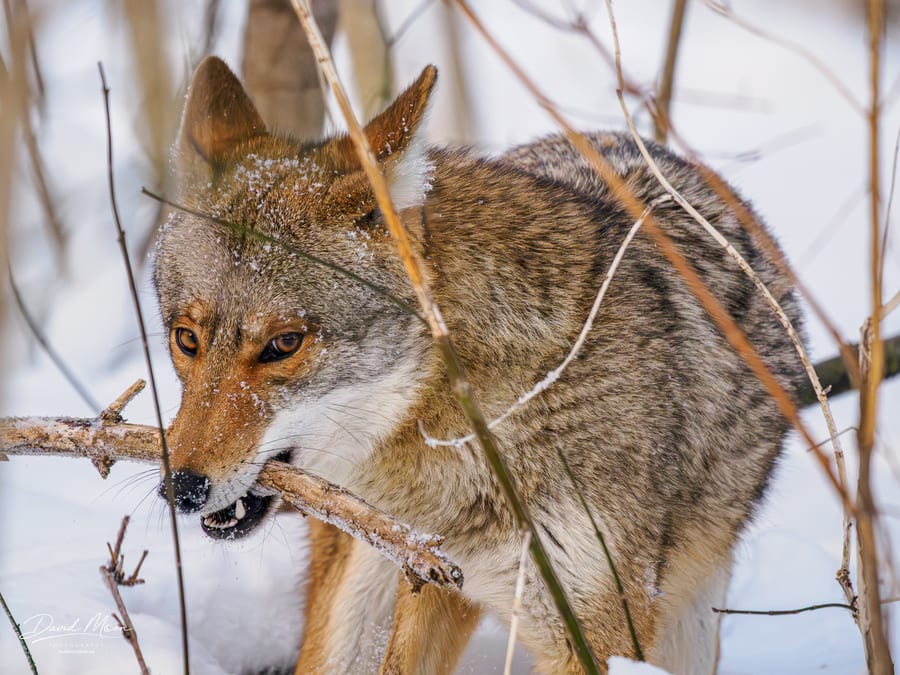 Urban Coyote in the Snow - February 2026