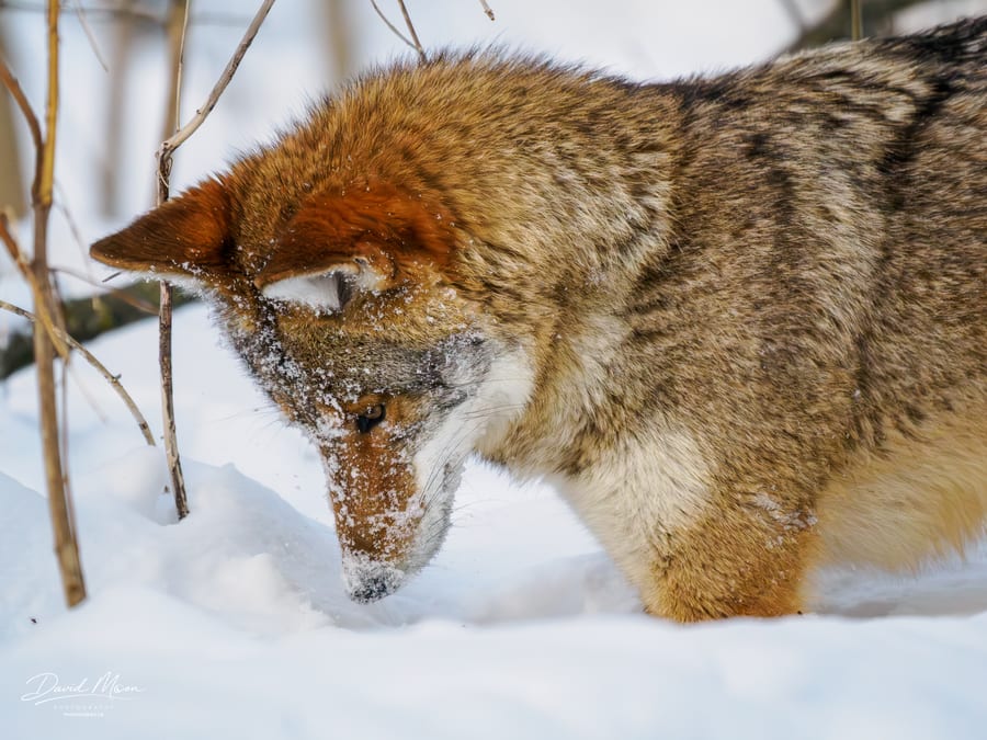 Nose-Deep in Winter