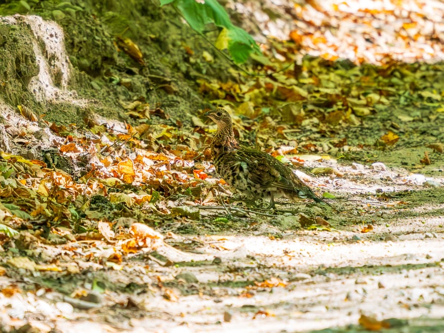 Ruffed Grouse on the Forest Trail