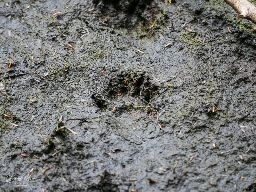 Animal Track in the Mud