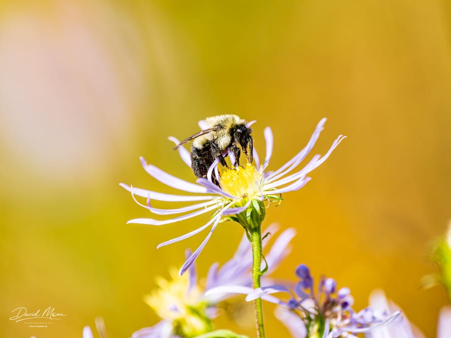 Bumble Bee Feeding on an Aster