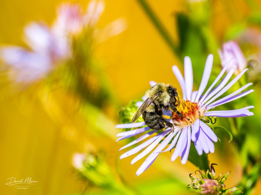 Bumble Bee on a Purple Aster