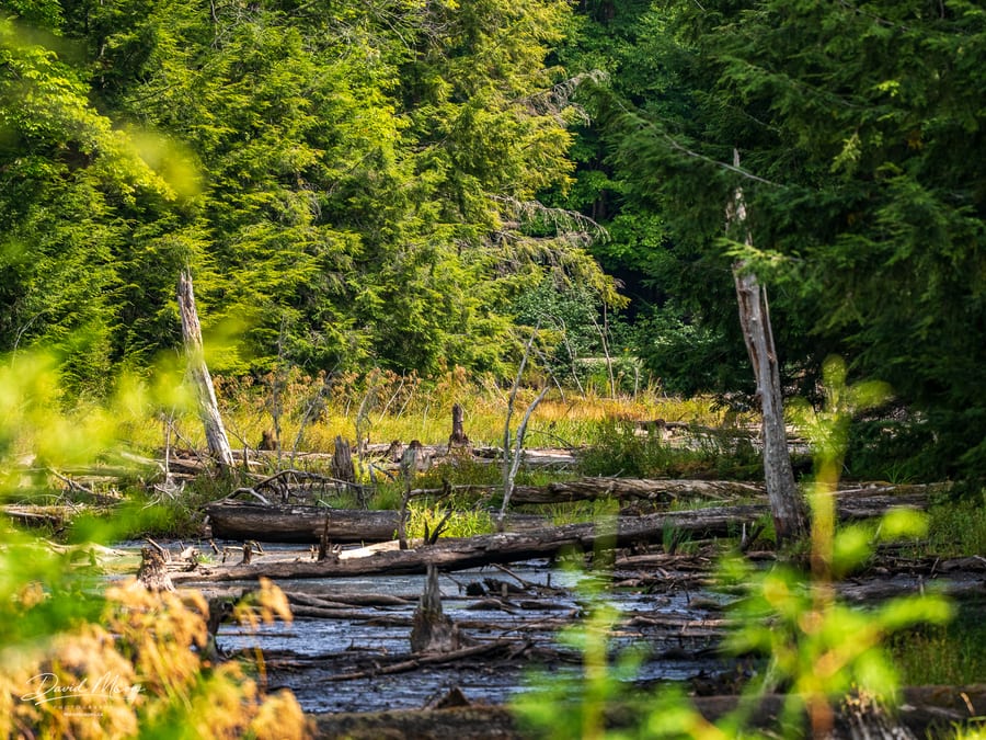 Forest Wetland Along Hopkinson Pond Trail