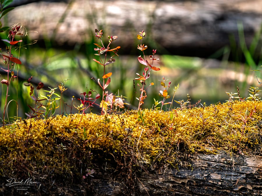 Moss Garden on Fallen Timber