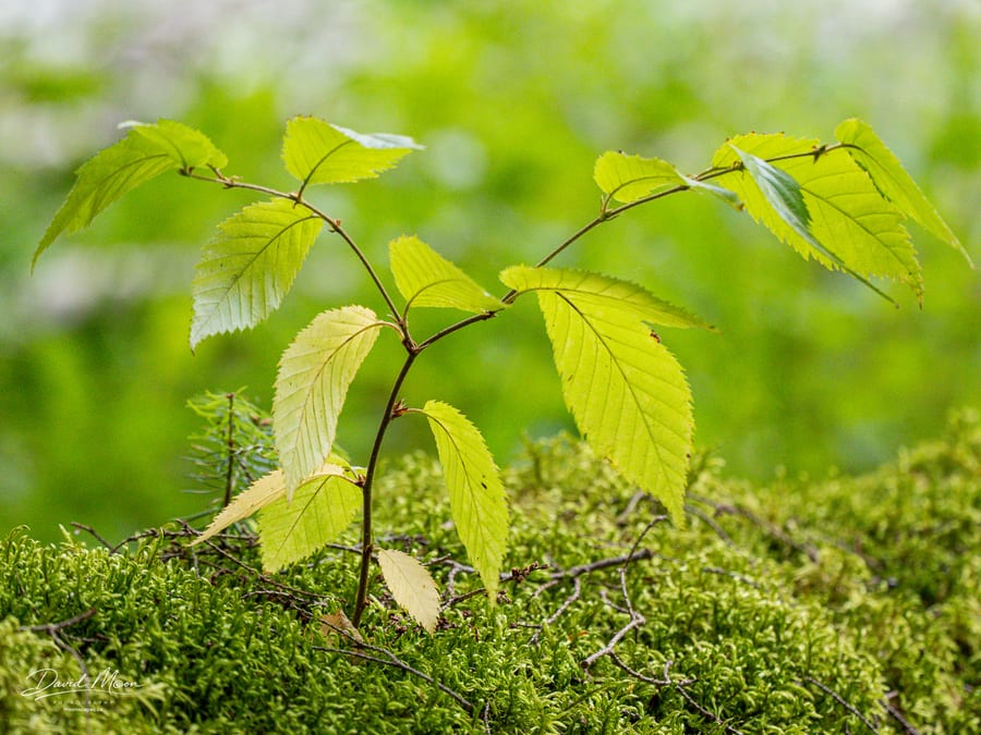Young Birch in Moss