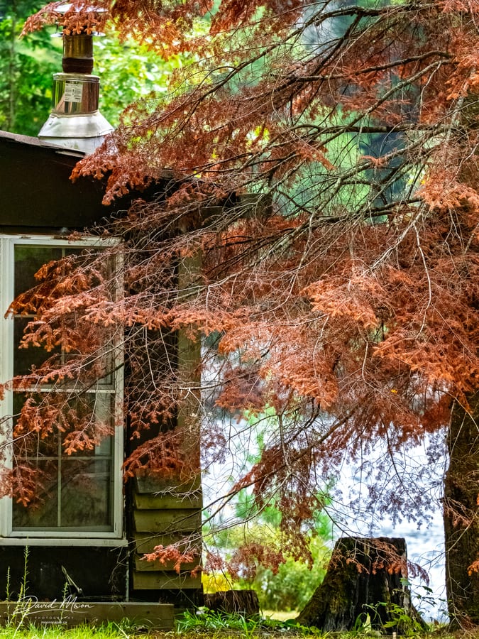 Cabin Behind Autumn Branches