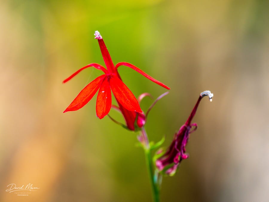 Cardinal Flower Close-Up