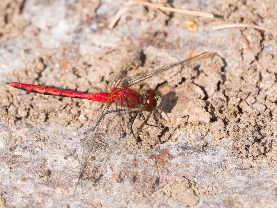 Ruby Meadowhawk Dragonfly on Stone