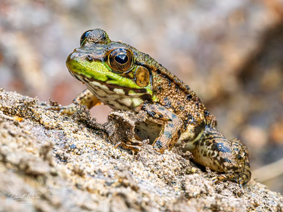 Northern Green Frog on a Rock