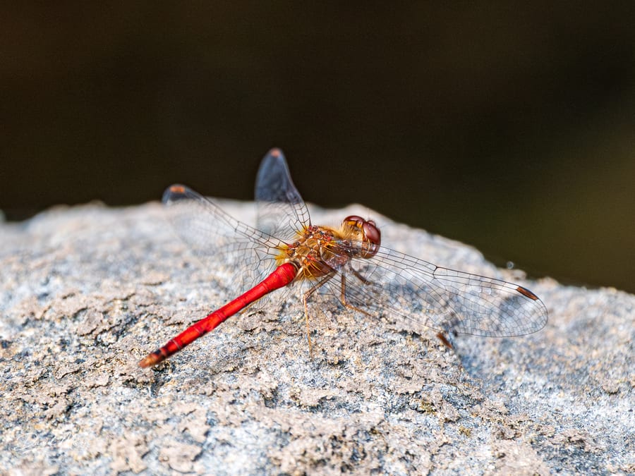Ruby Meadowhawk on a Rock