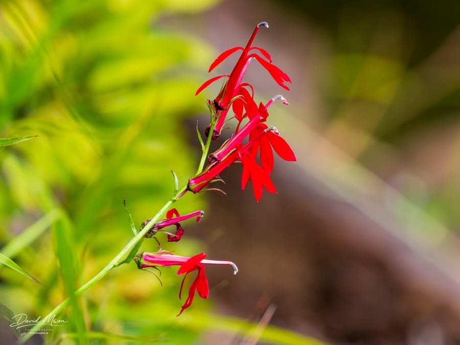Cardinal Flower in Bloom