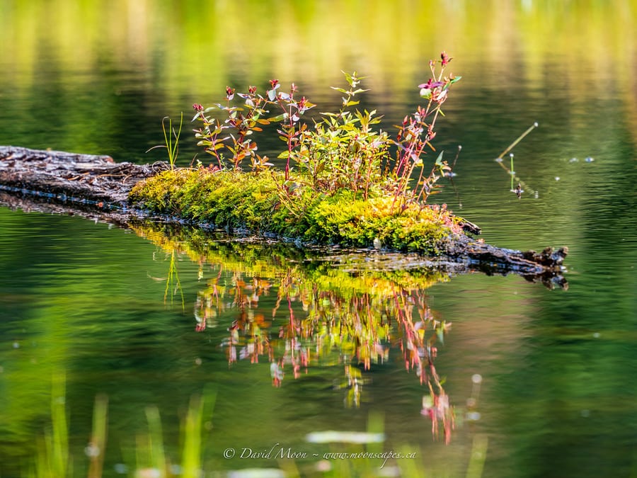 Tiny Garden on a Fallen Log