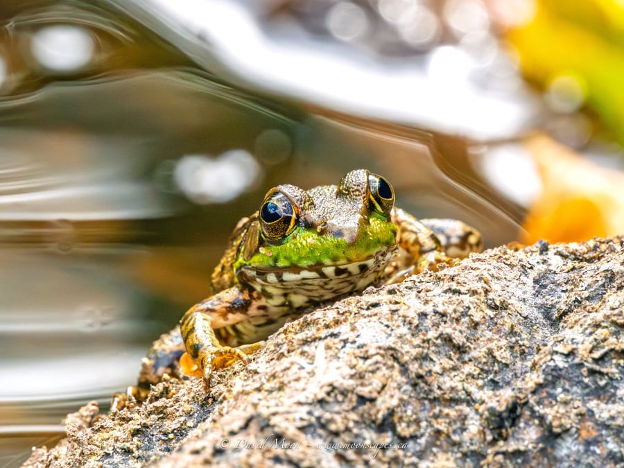 Northern Green Frog at the Water's Edge