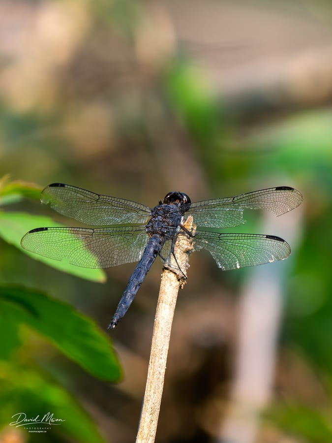Dragonfly at Rest