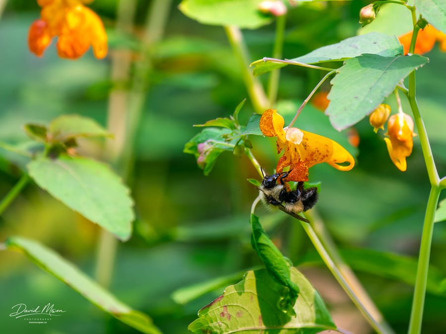 Bumblebee on Jewelweed