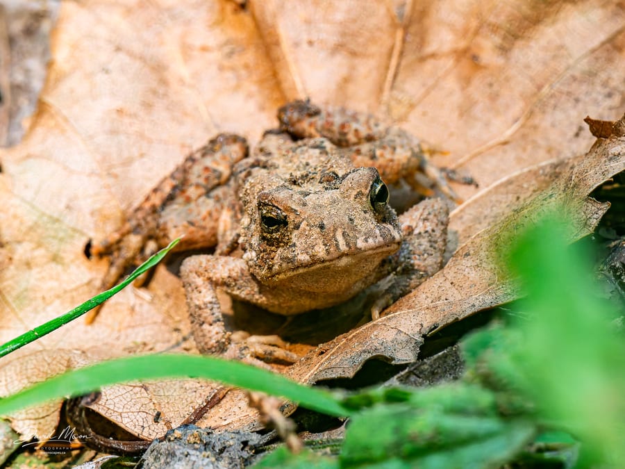 American Toad in the Leaf Litter