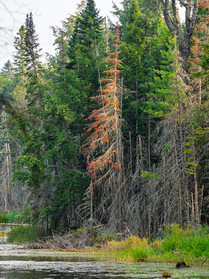 Black Pond Forest