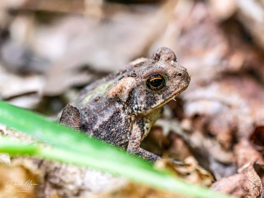 American Toad Portrait