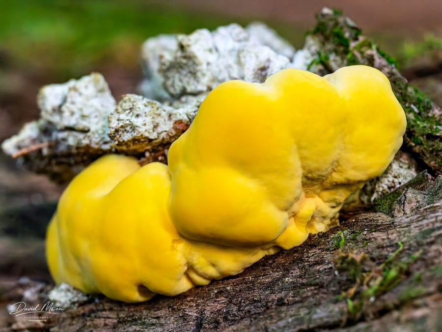 Yellow Fungus on a Fallen Log