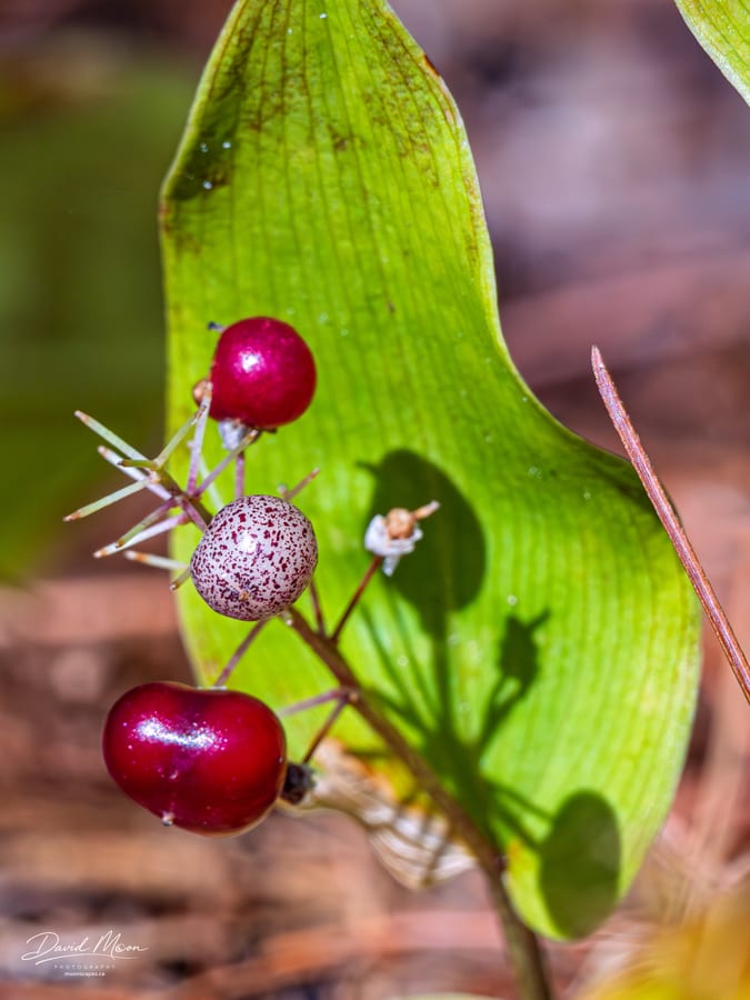 Ripening Canada Mayflower Berries