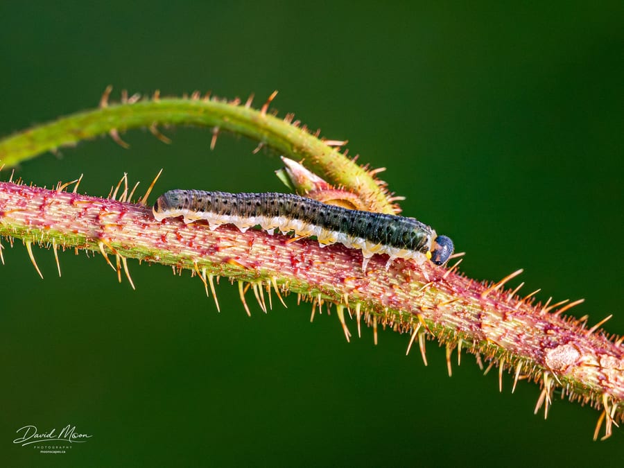 Sawfly Larva in Profile