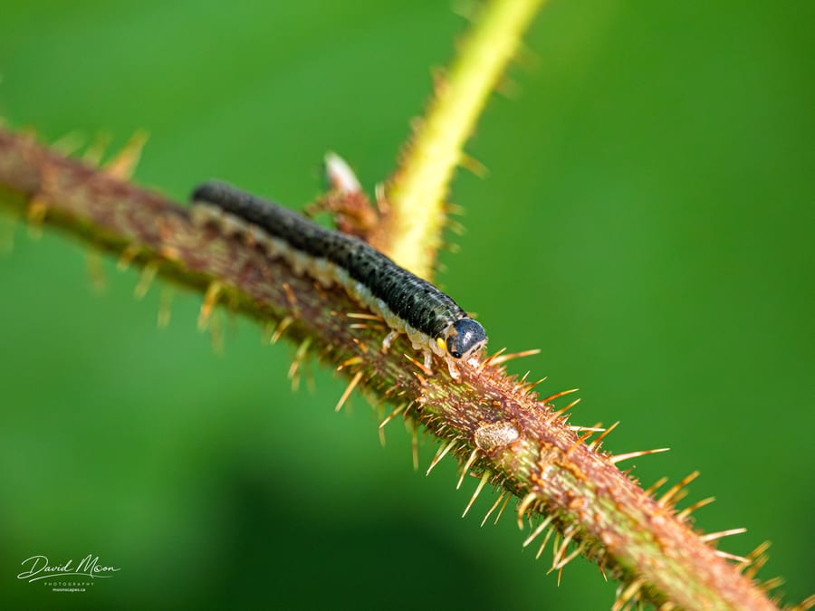 Sawfly Larva on a Bramble Cane