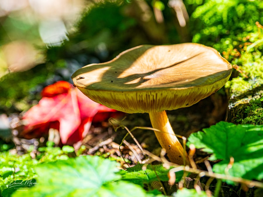 Gilled Mushroom and Red Maple Leaf