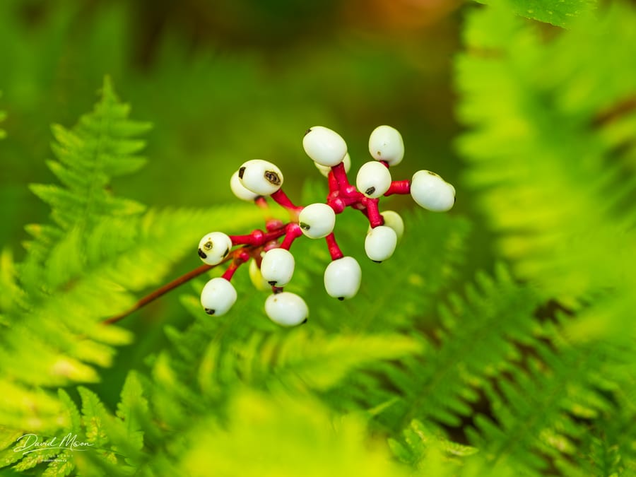 White Baneberry