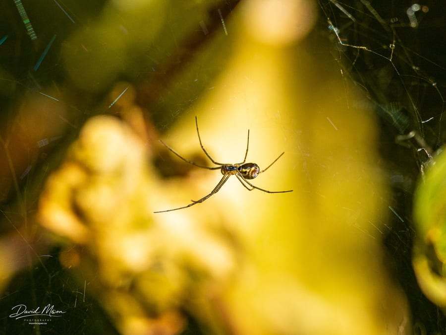 Bowl-and-Doily Spider