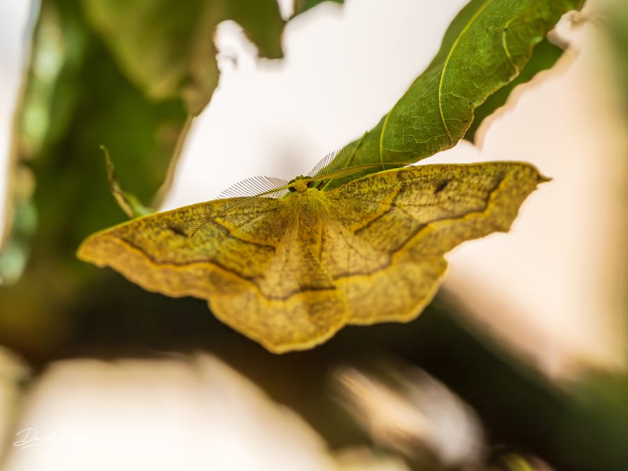 Male Curve-Toothed Geometer Moth