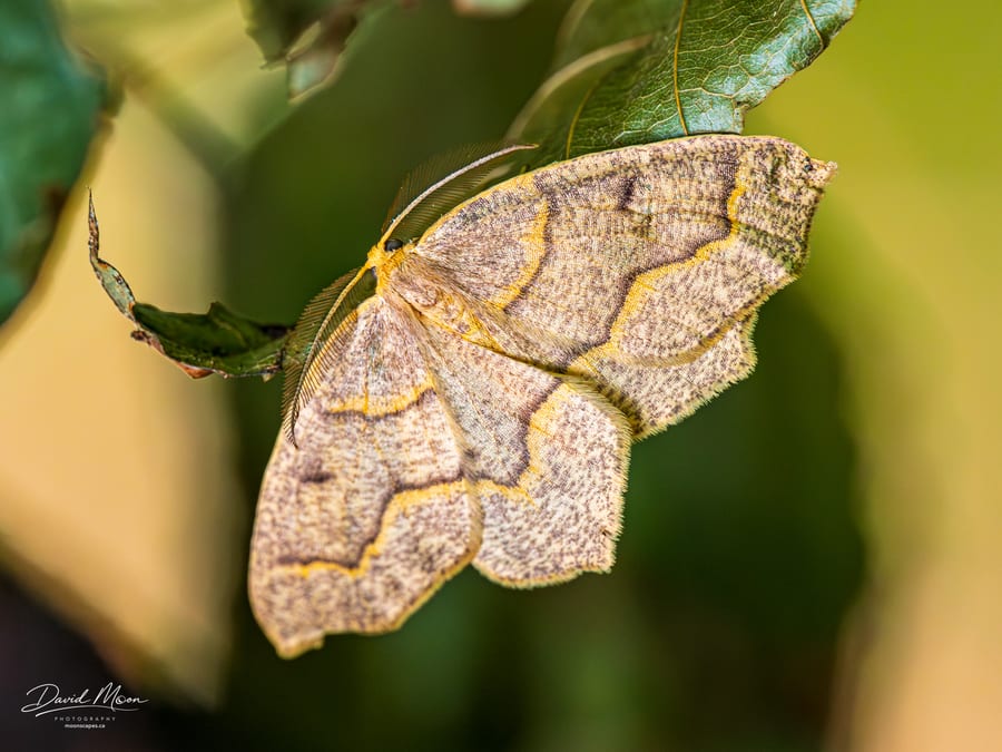 Curve-Toothed Geometer Moth