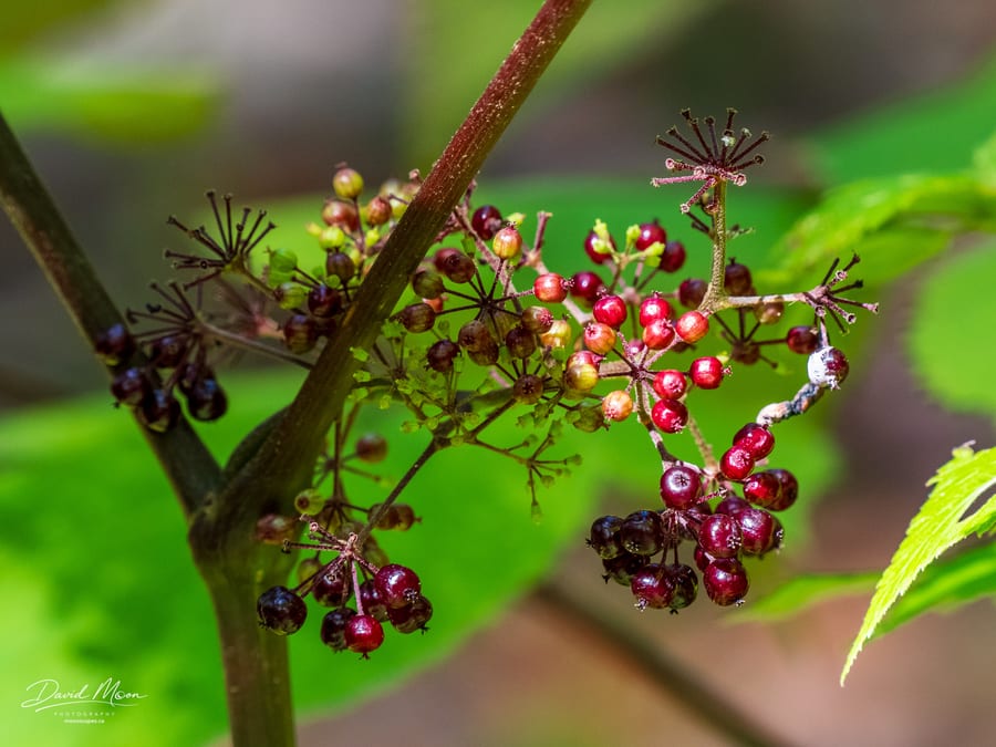 American Spikenard Fruit