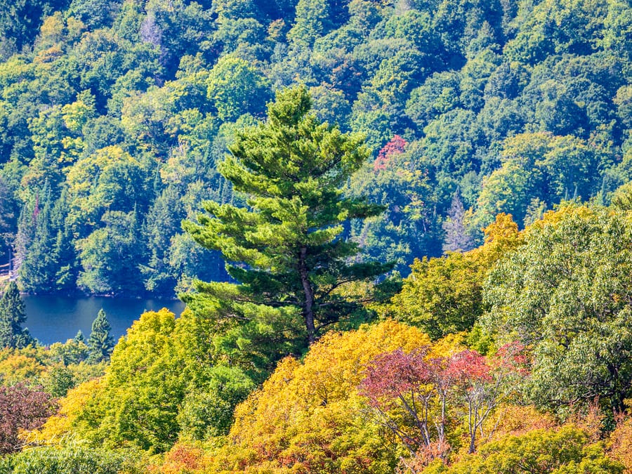 White Pine Above the Hardwood Canopy