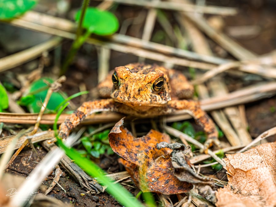 American Toad on the Forest Floor