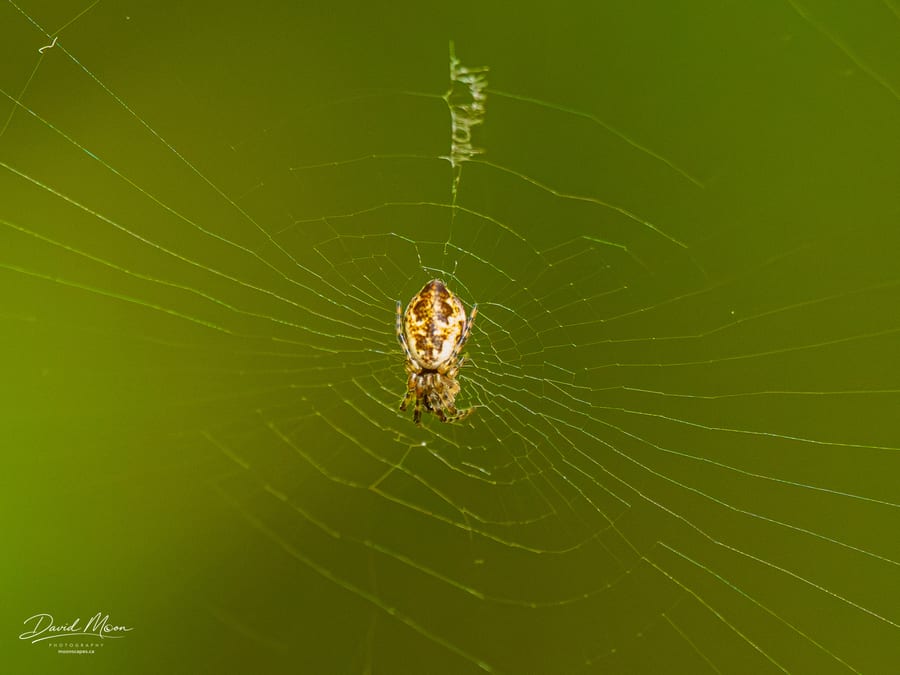 Orb-Weaver at the Hub