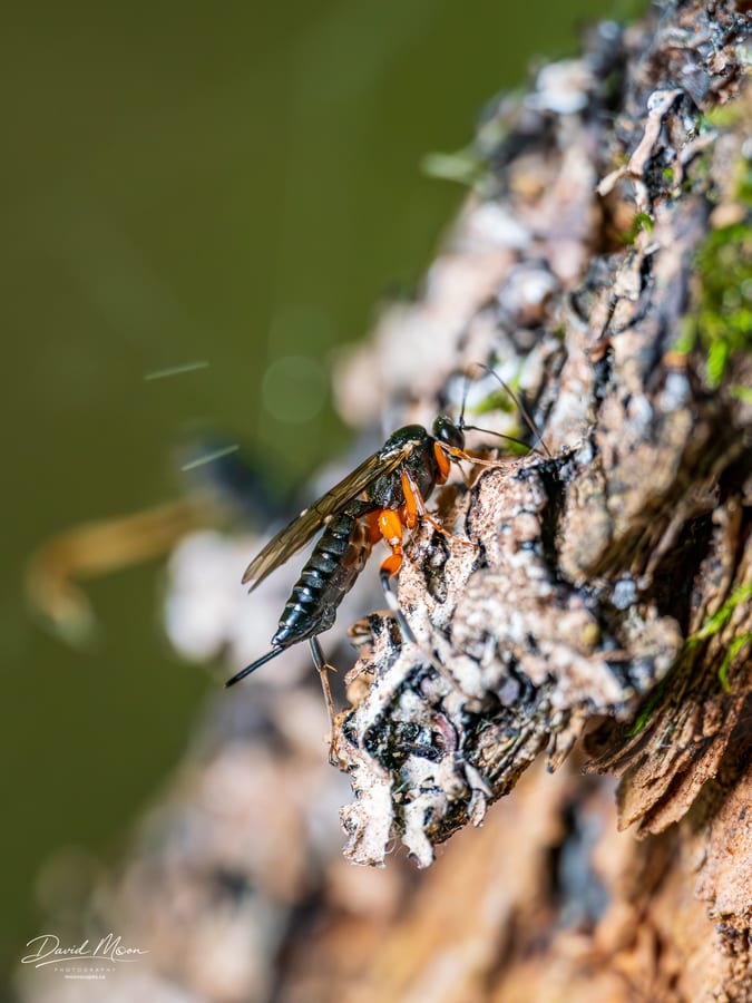 Female Ichneumon Wasp on Lichen