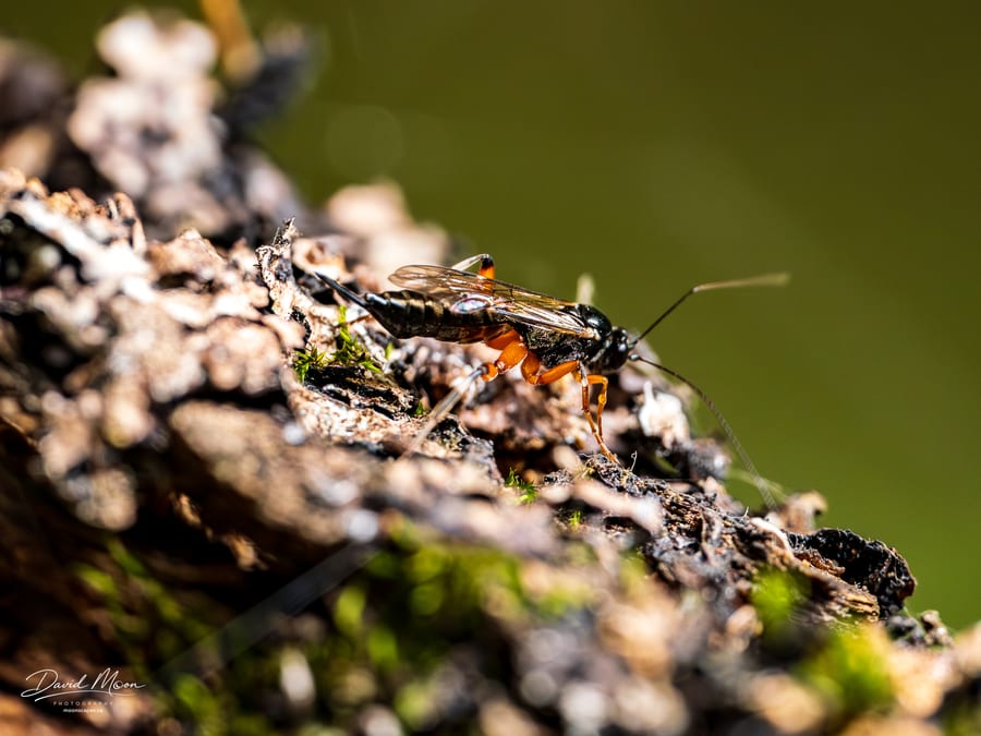 Orange-Legged Ichneumon Wasp