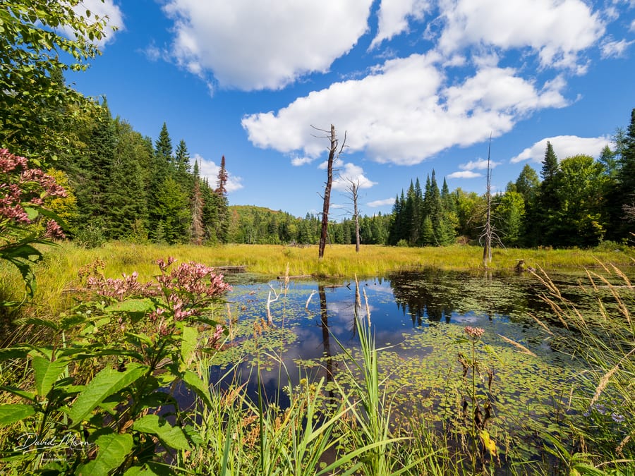 Haliburton Forest Outlook Hike August 2025