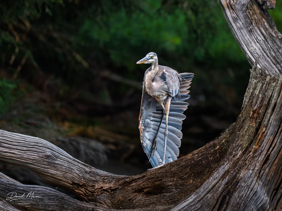 Hanging out with a Great Blue Heron