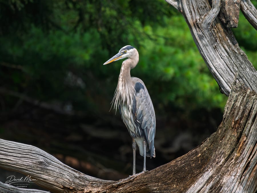 Heron at Rest
