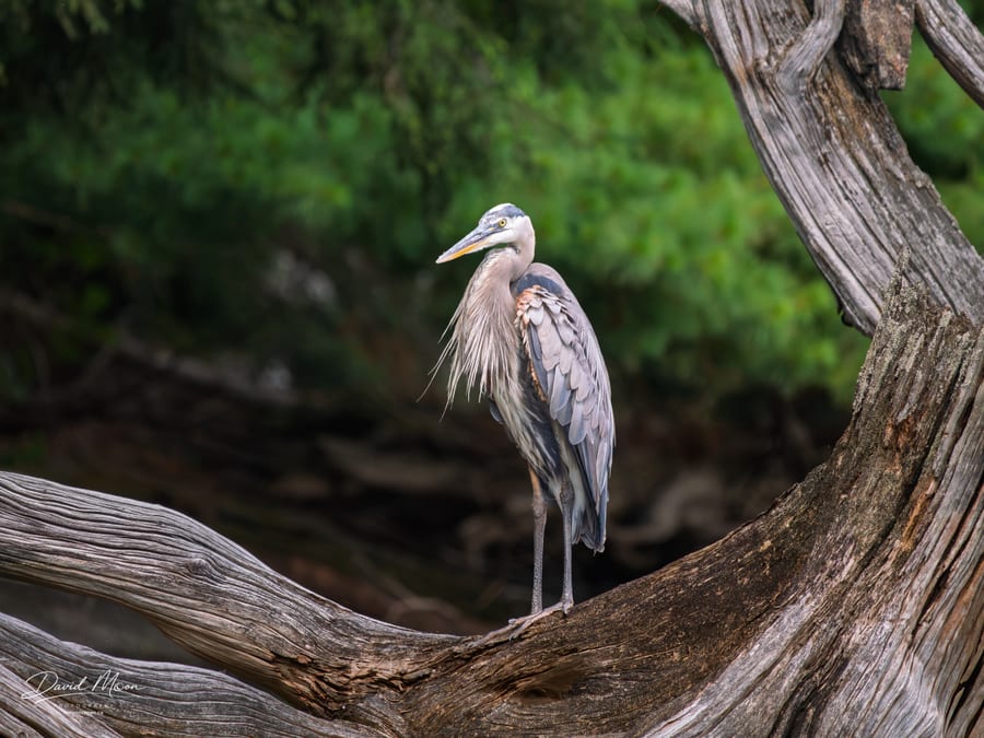 Ruffled Feathers