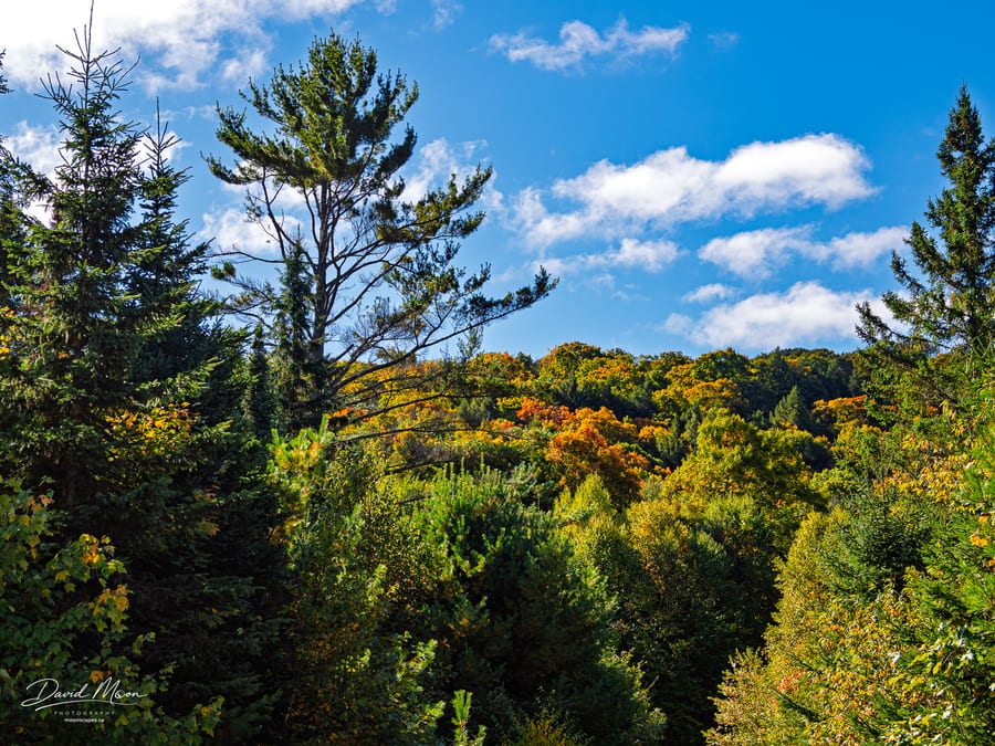 Hike Haliburton Forest Hollow Valley