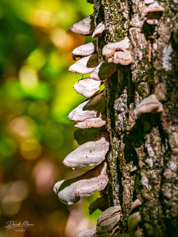 Shelf Fungi on a Mossy Trunk