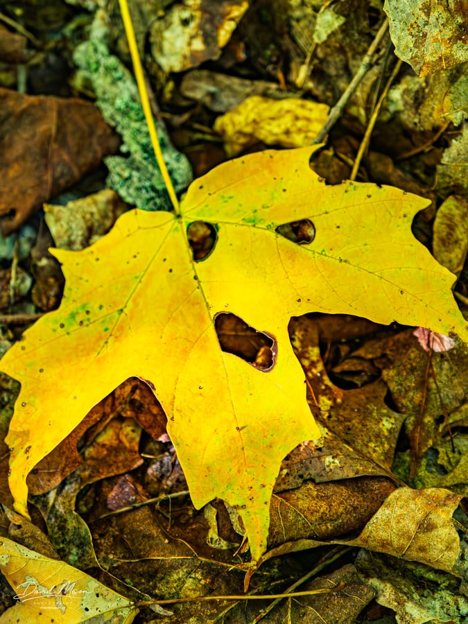 Maple Leaf Turning Gold