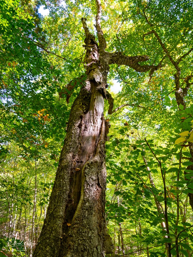 Ancient Hollow Tree