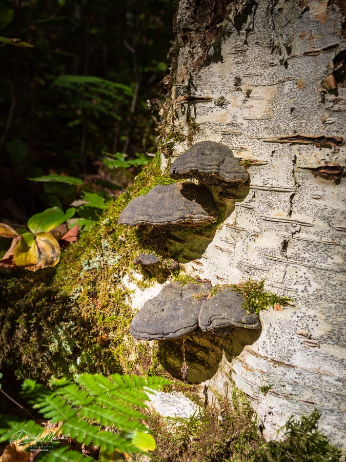 Dark Conks on Birch
