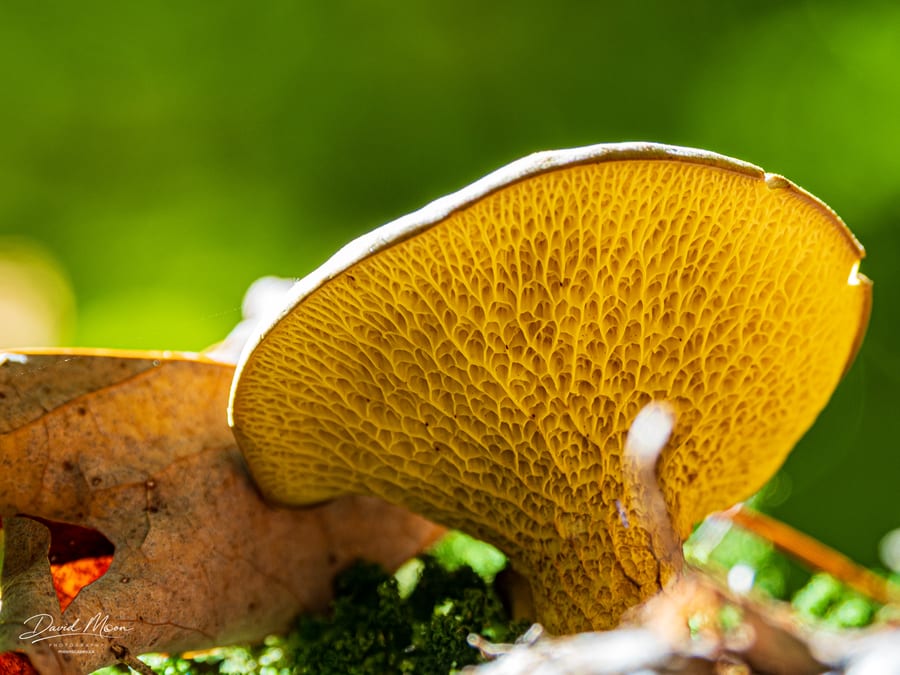 Reticulated Pores Beneath a Bolete