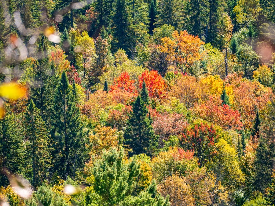 Autumn Colour Through the Branches